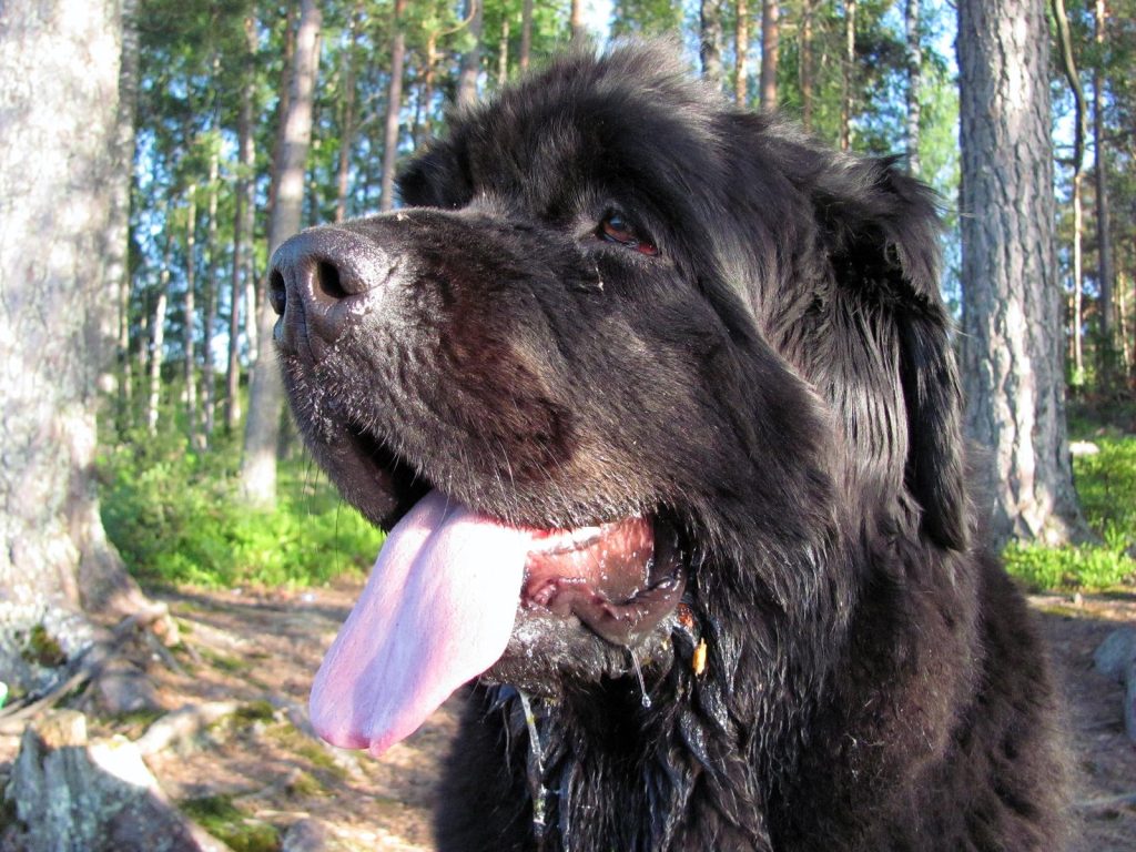 Abu