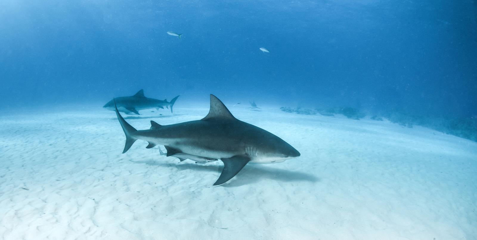 Terrore in acqua: squalo uccide durante il paddle boarding!