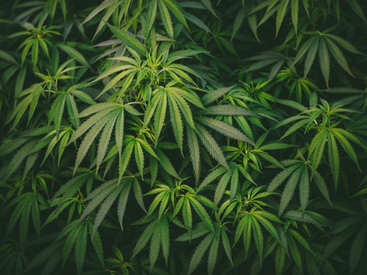 Milioni di dollari e droga legale: il successo incredibile dell’Uruguay con la marijuana
