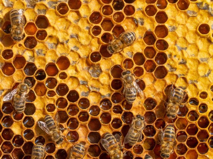 Segreti svelati: cosa c’è davvero nel miele svizzero di pesticidi di Migros e Aldi?