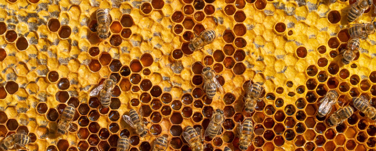 Segreti svelati: cosa c’è davvero nel miele svizzero di pesticidi di Migros e Aldi?