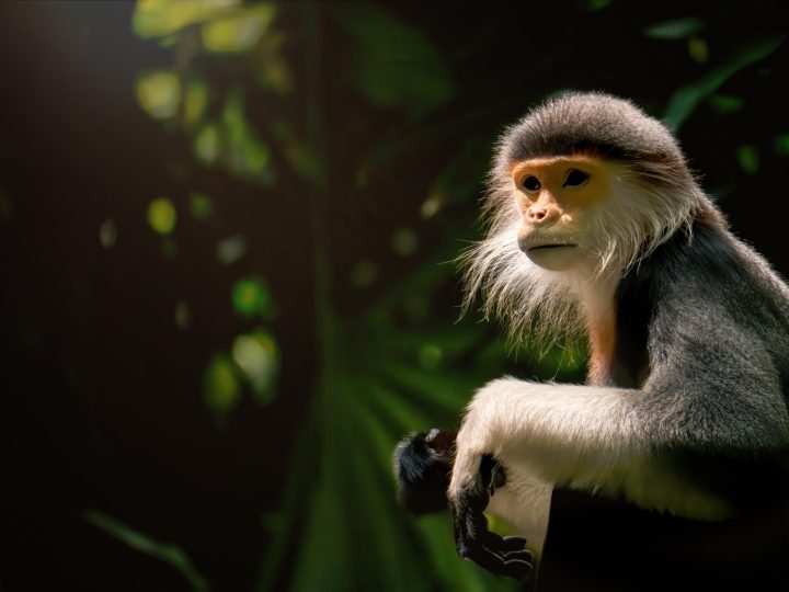 Gli scienziati svelano: la battaglia segreta di tirate di capelli e colpi tra le scimmie!