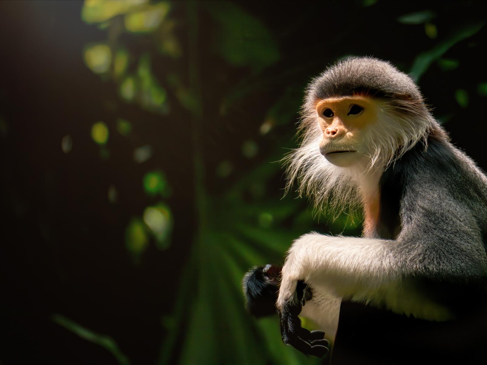 Gli scienziati svelano: la battaglia segreta di tirate di capelli e colpi tra le scimmie!
